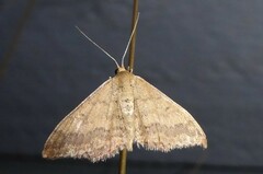 Scopula rubraria