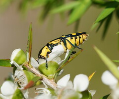 Castiarina octospilota