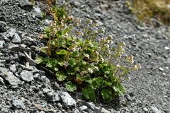 Geum cockaynei