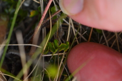 Ranunculus gracilipes