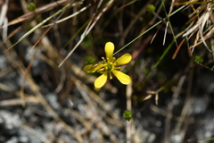 Ranunculus gracilipes