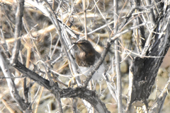 Turdus atrogularis × ruficollis
