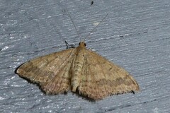 Scopula rubraria