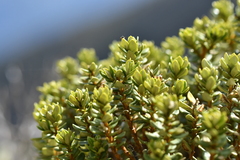 Olearia nummulariifolia