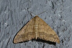 Scopula rubraria