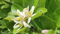 Citrus medica