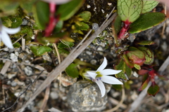 Lobelia angulata