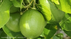 Citrus medica