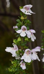 Prostanthera cuneata