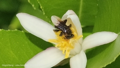 Homotrigona apicalis
