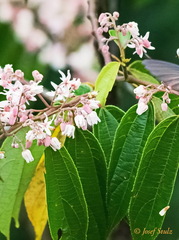 Miconia xalapensis