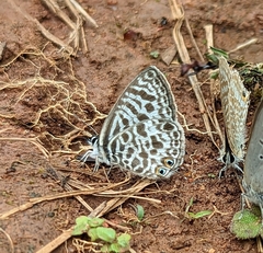 Leptotes