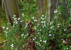Prostanthera cuneata