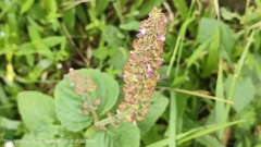 Coleus monostachyus