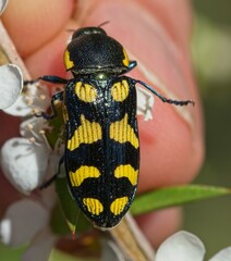 Castiarina octospilota