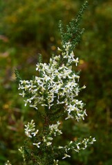 Olearia algida