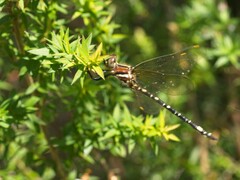 Synthemis eustalacta