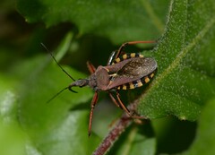 Rhynocoris erythropus