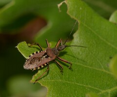 Rhynocoris erythropus