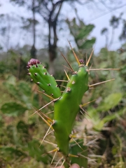 Opuntia monacantha