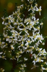 Olearia algida