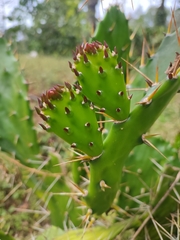 Opuntia monacantha