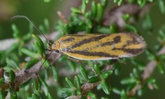 Poliorhabda auriceps