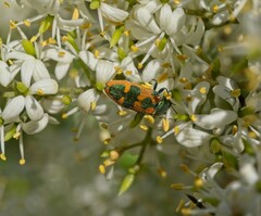 Castiarina hilaris