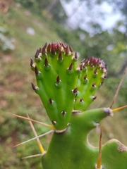 Opuntia monacantha