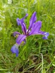 Iris reichenbachiana