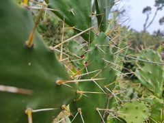 Opuntia monacantha