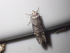 Oecophoridae