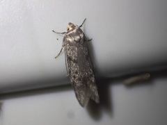 Oecophoridae