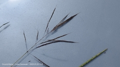 Bothriochloa bladhii