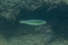 Stethojulis interrupta