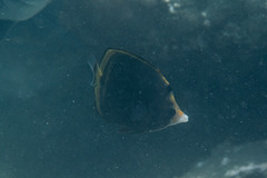 Chaetodon flavirostris
