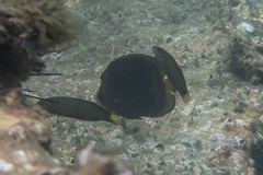 Chaetodon flavirostris