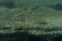 Platycephalus fuscus