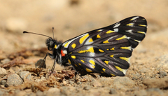 Catasticta