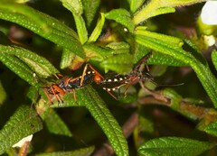 Rhynocoris erythropus