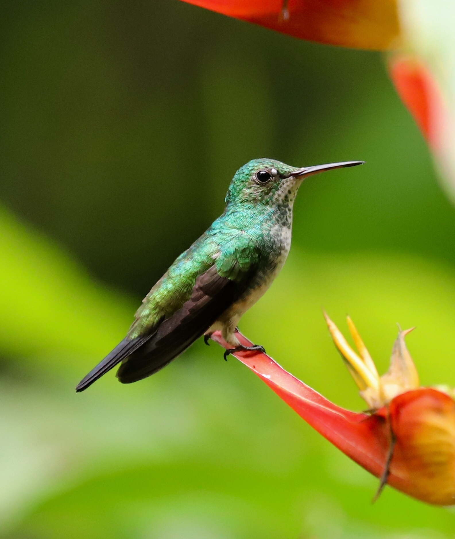 Blue-chested Hummingbird (Polyerata amabilis)