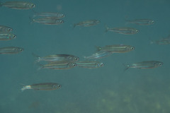 Atherinomorus vaigiensis