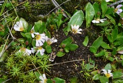 Scaevola hookeri