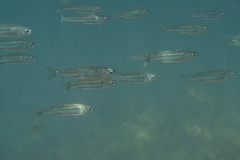 Atherinomorus vaigiensis