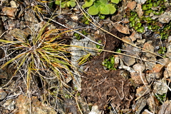 Alpinacris tumidicauda