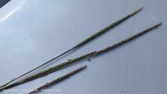 Alopecurus myosuroides