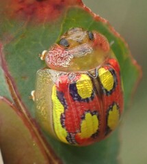 Paropsisterna nobilitata