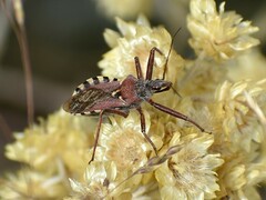 Rhynocoris erythropus