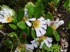 Scaevola hookeri