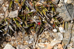 Astelia linearis